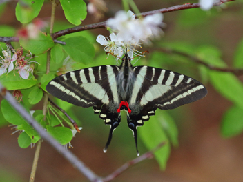 Zebra Swallowtail - Spring form